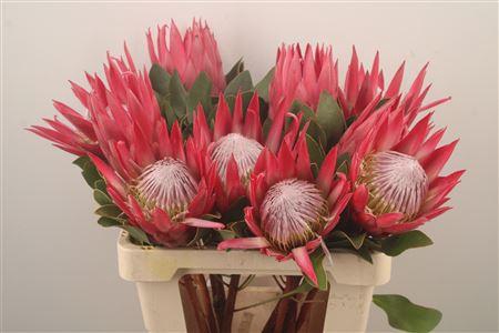<h4>Protea Cy Madiba</h4>