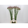 Allium Green Drops