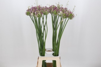 Allium Green Drops