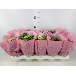 Kalanchoe blos.   ..rosebud mix