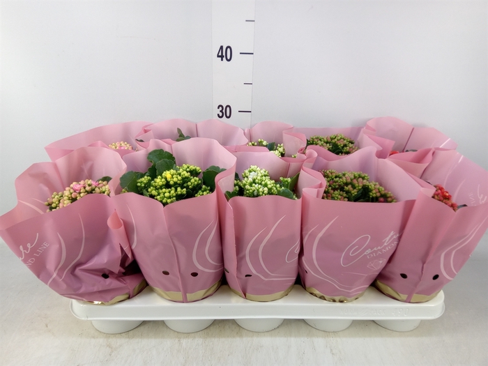 <h4>Kalanchoe blos.   ..rosebud mix</h4>