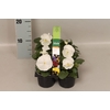 Viola wittrockiana sixpack F1 White