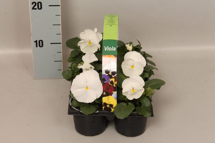 Viola wittrockiana sixpack F1 White