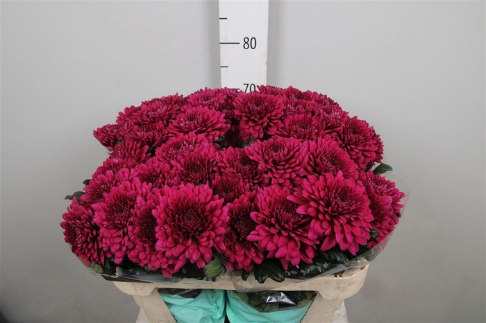 <h4>Chr G Lamira</h4>