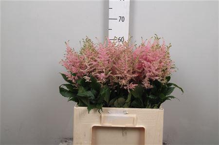 <h4>Astil Ov D. Pink</h4>