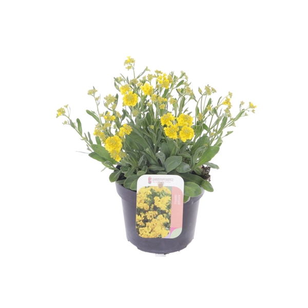 <h4>Alyssum saxatilis</h4>