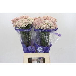 Ozothamnus Cooks Tall Pink