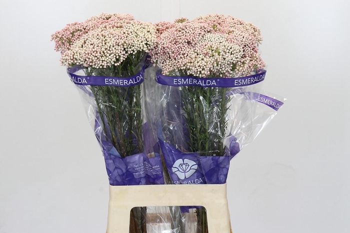 Ozothamnus Cooks Tall Pink