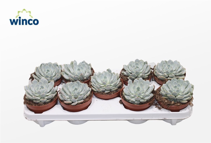 <h4>Echeveria Baena</h4>