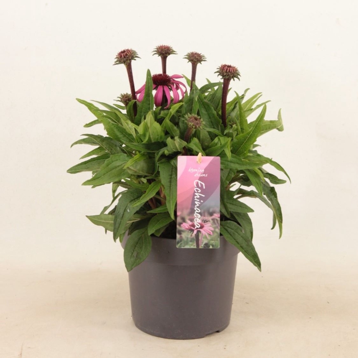 <h4>Echinacea purpurea Mooodz Courage</h4>