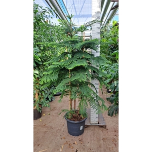 Araucaria heterophylla