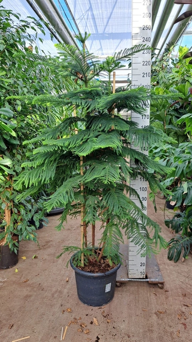 <h4>Araucaria heterophylla</h4>