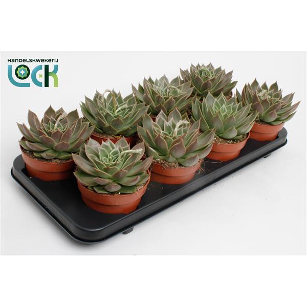 <h4>Echeveria Agavoides</h4>