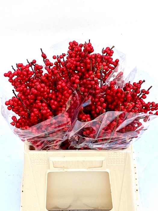 <h4>ILEX VE RODE BES</h4>