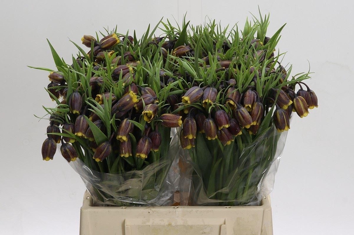 <h4>Fritillaria uva-vulpis</h4>