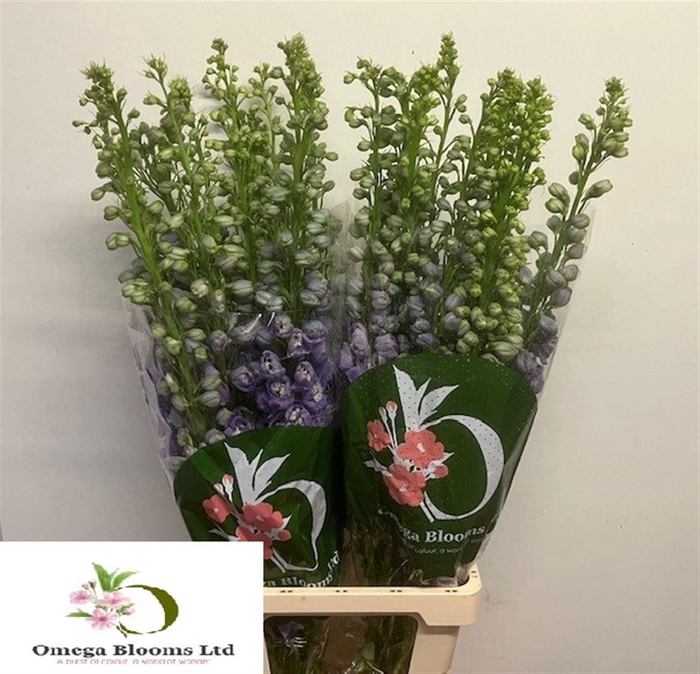 <h4>DELPH DU AURORA LAVE</h4>