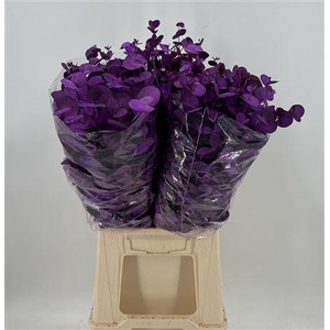 Euca Col Cinerea K Milka Milka