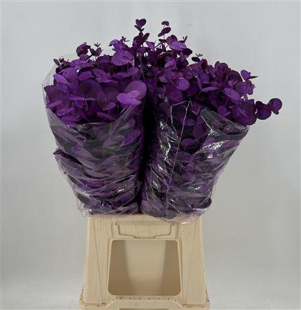 <h4>Euca Col Cinerea K Milka Milka</h4>