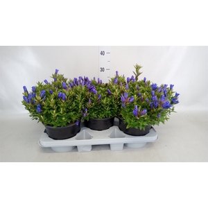 Gentiana scabra 'Bella Blue'