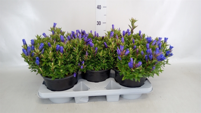 <h4>Gentiana scabra 'Bella Blue'</h4>