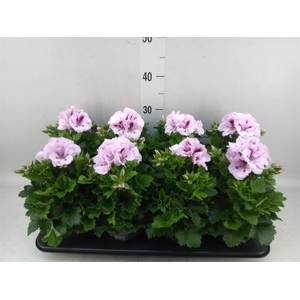 Pelargonium gran.   ..