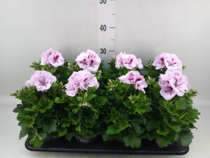 <h4>Pelargonium gran.   ..</h4>