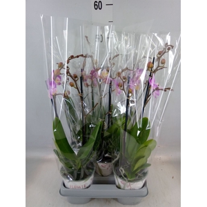 Phalaenopsis  'Sunca Pula'