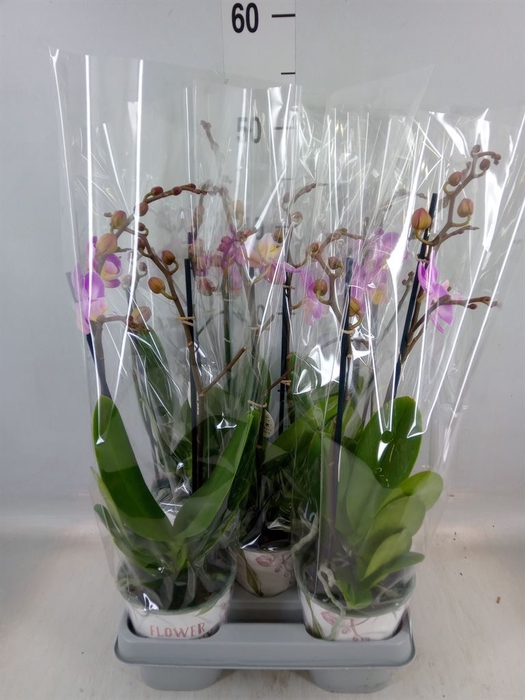 <h4>Phalaenopsis  'Sunca Pula'</h4>