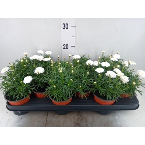 Argyranthemum   ...
