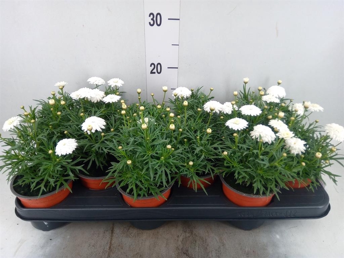<h4>Argyranthemum   ...</h4>