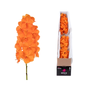 Vanda Princess Orange