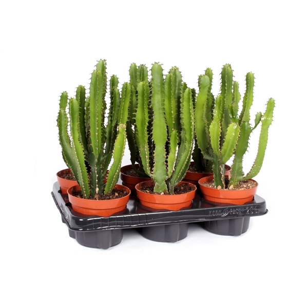 <h4>Euphorbia triangularis 12 cm</h4>