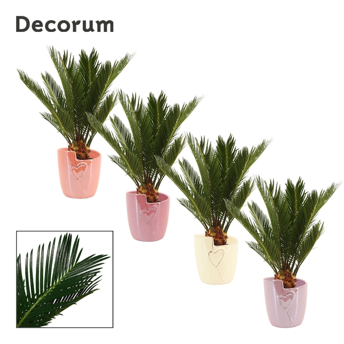 <h4>Cycas Revoluta 12 cm Decorum, 6+ veren in Joa (Special moods)</h4>