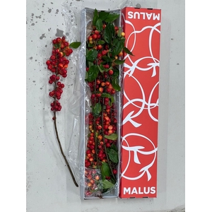 MALUS  'RED SENTINEL'   .../TAK
