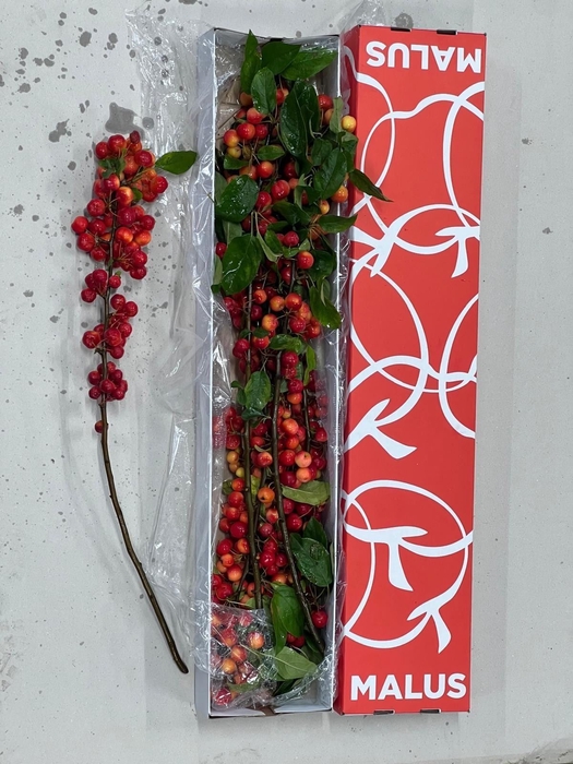 <h4>MALUS  'RED SENTINEL'   .../TAK</h4>