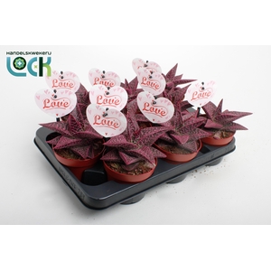 Gasteria Aveo Makeupz Roze