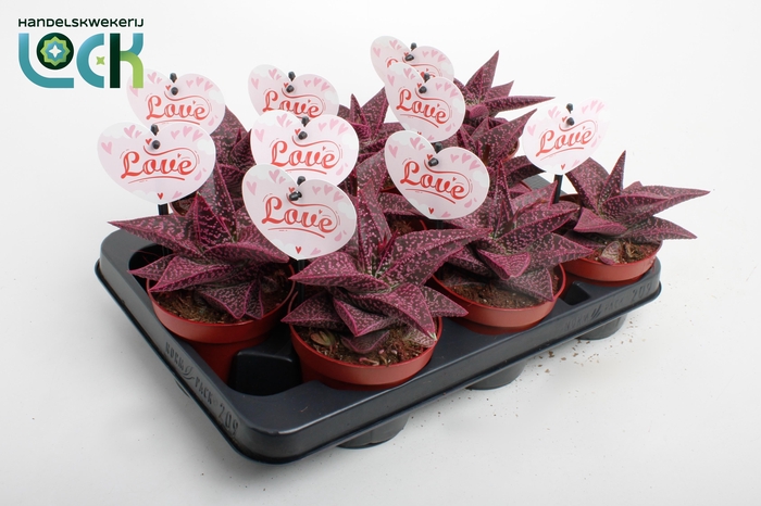 <h4>Gasteria Aveo Makeupz Roze</h4>