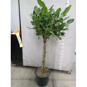Ficus benghalensis 'Audrey'