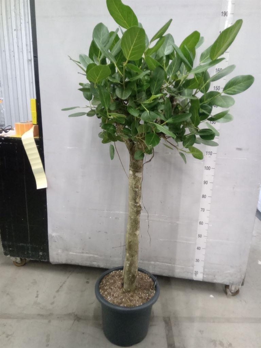<h4>Ficus benghalensis 'Audrey'</h4>