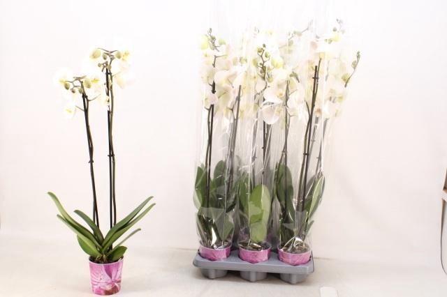 <h4>PHAL OV WIT</h4>