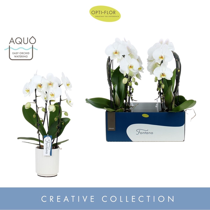 Phalaenopsis wit meer takken
