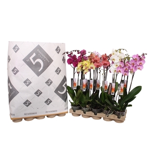 Phalaenopsis 2-spike 18+ mix in pulp tray