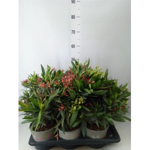 Nerium oleander   ...