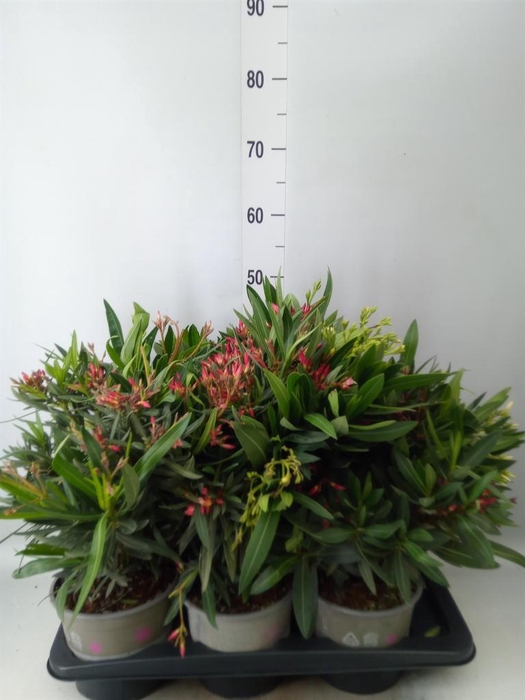 <h4>Nerium oleander ...</h4>