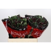 Hypericum Rocky Romance