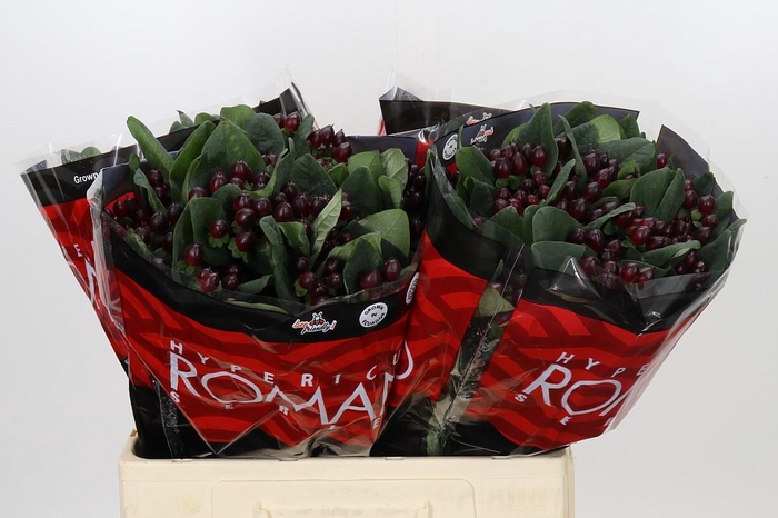 Hypericum Rocky Romance