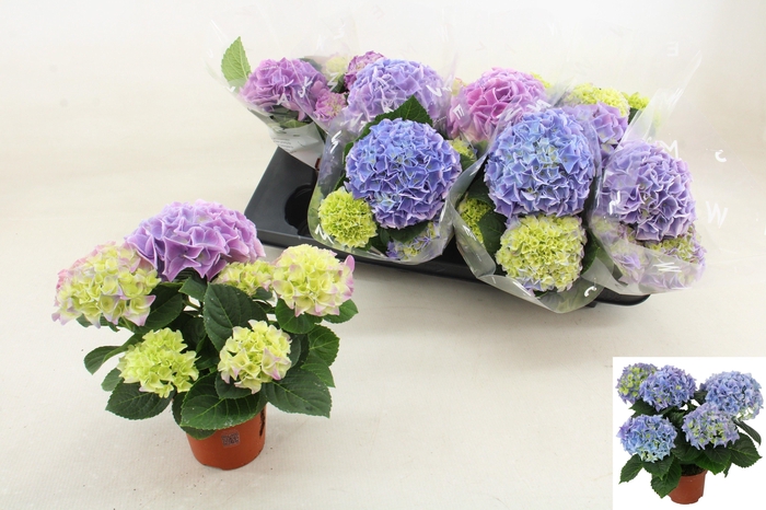 <h4>HYDR M FABOLO</h4>