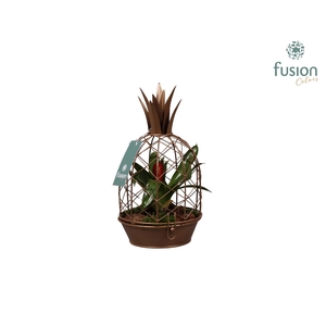 Metalen Ananas goud met Tillandsia