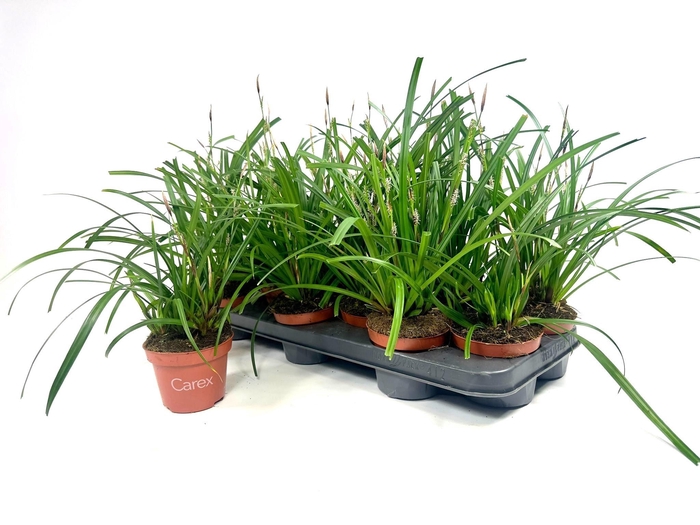 <h4>CARE MORROWII</h4>