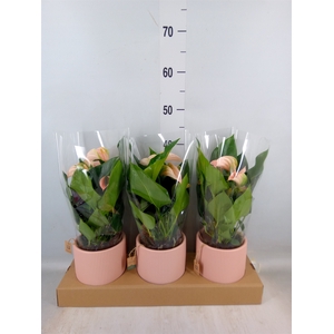 Anthurium andr. 'Joli Peach'